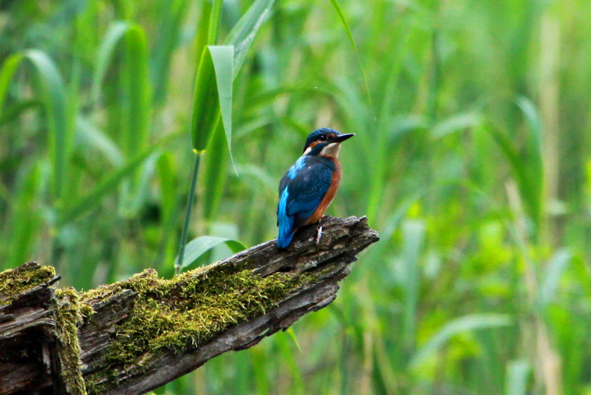 Ein Eisvogel am Farchauer Mhlenteich, 13.06.2015