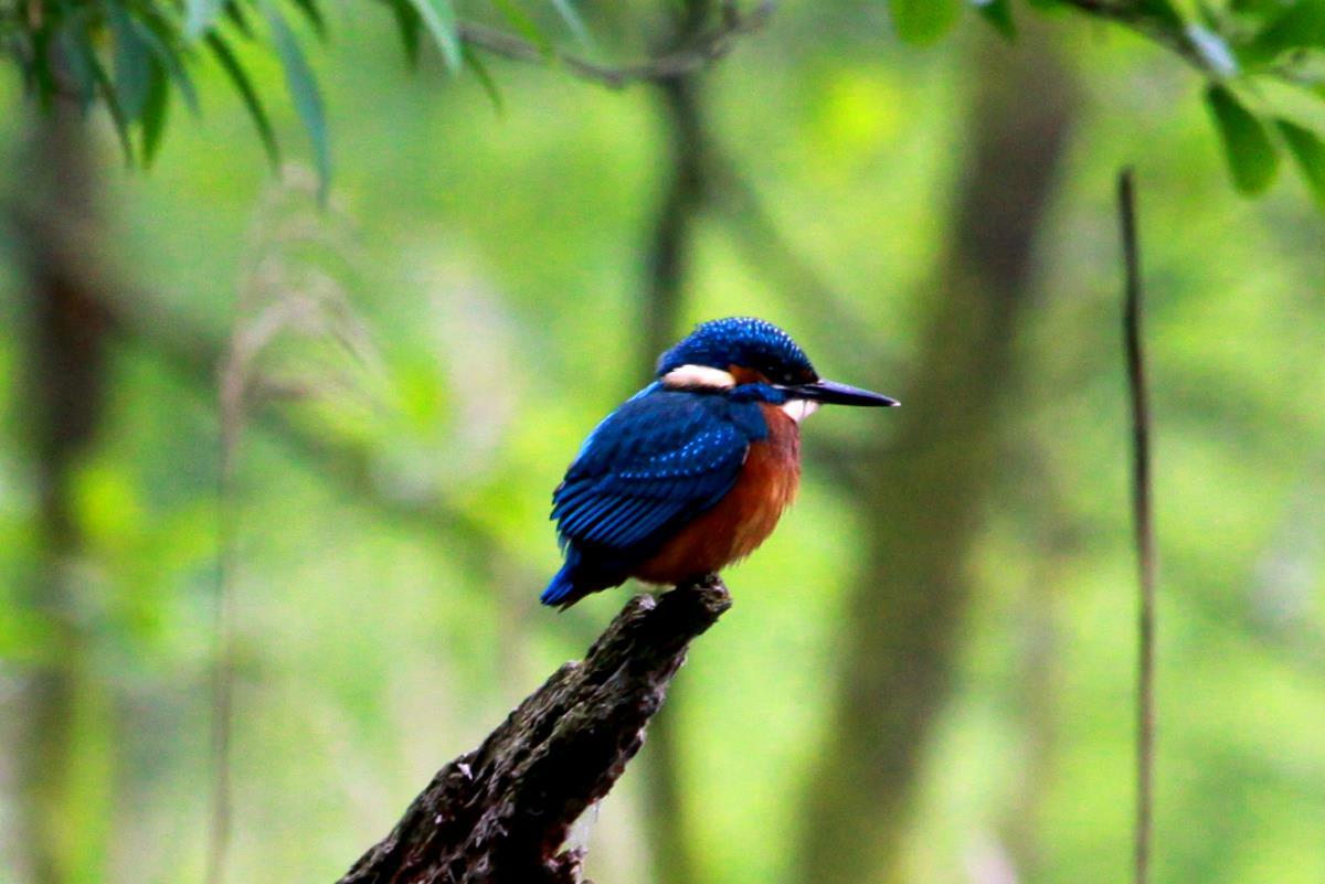 Ein Eisvogel am Farchauer Mhlenteich; 14.06.2015