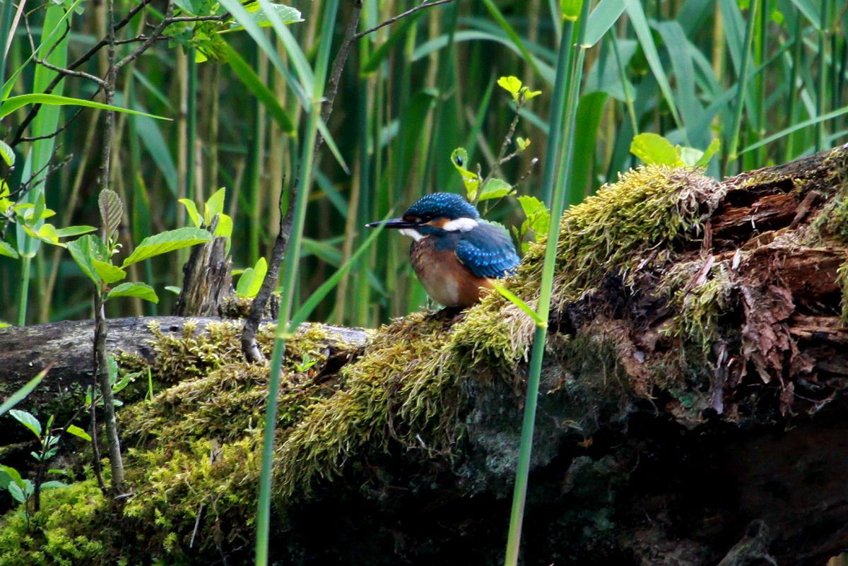 Ein Eisvogel am Farchauer Mhlenteich; 14.06.2015