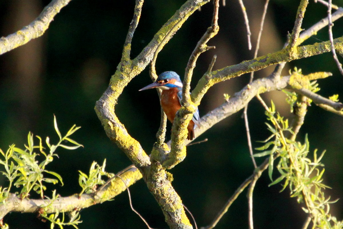 Ein Eisvogel am Ratzeburger Kchensee; 01.05.2014