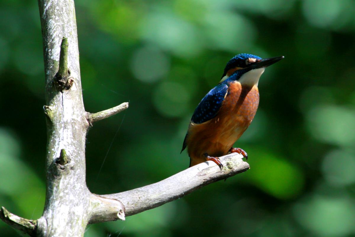 Ein Eisvogel am Schaalseekanal bei Ratzeburg; 28.06.2015