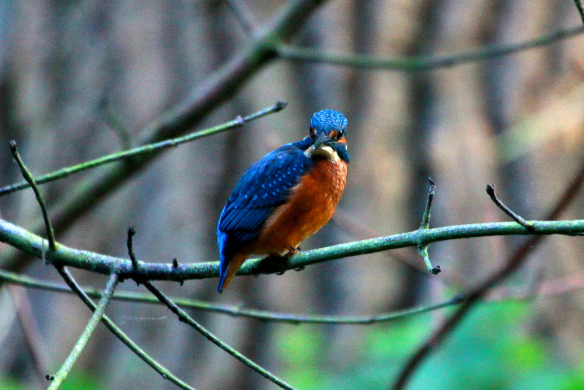 Ein Eisvogel am Schaalseekanal bei Ratzeburg; 30.06.2016