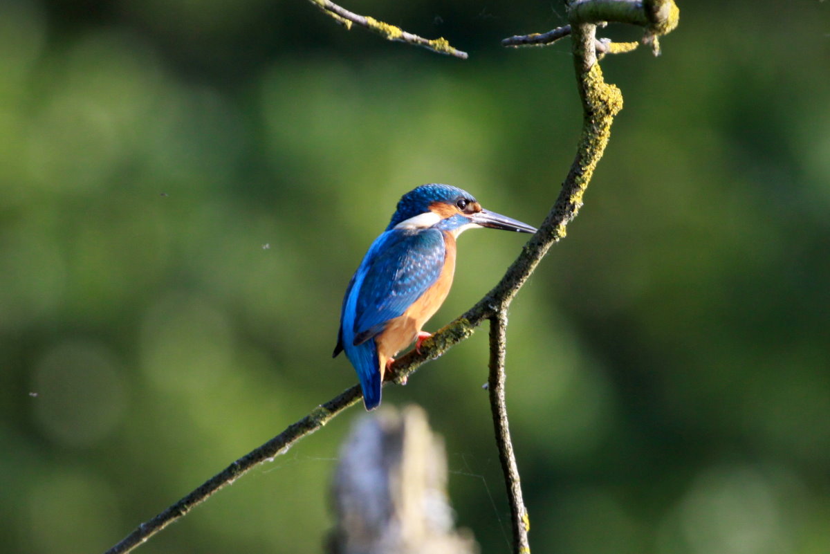 Ein Eisvogel auf eine abgeknickten Weide am Ratzeburger Kchensee; 04.06.2014