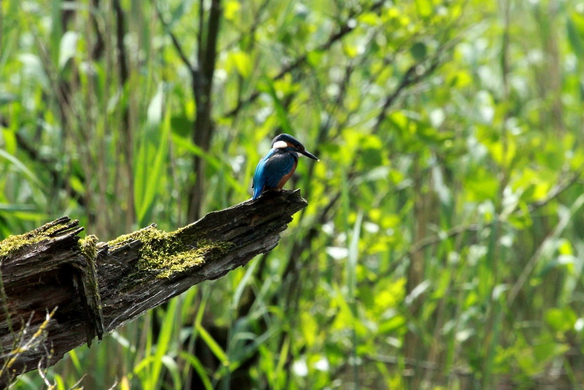 Ein Eisvogel auf einem Ansitz am Farchauer Mhlenteich; 01.06.2014