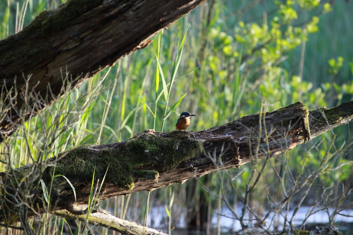 Ein Eisvogel auf einem Ansitz am Farchauer Mhlenteich; 02.06.2014