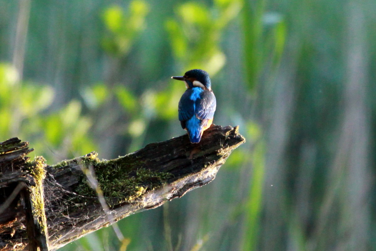 Ein Eisvogel auf einem Ansitz am Farchauer Mhlenteich; 02.06.2014