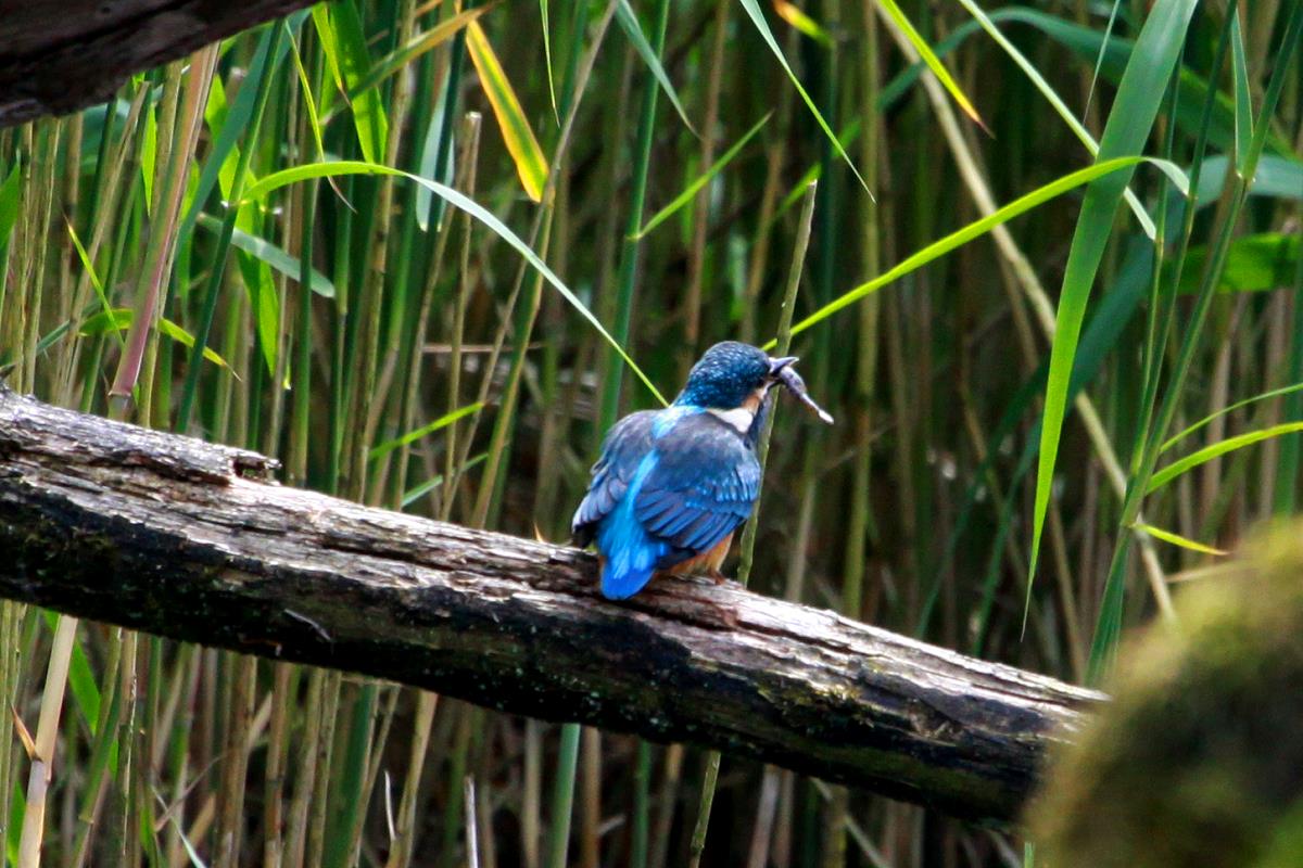 Ein Eisvogel hat einen kleinen Fisch gefangen. Ratzeburg; 14.06.2015