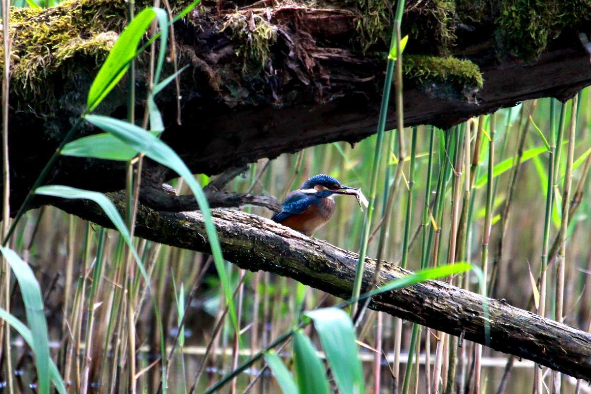 Ein Eisvogel hat im Farchauer Mhlenteich einen kleinen Fisch gefangen; 14.06.2015