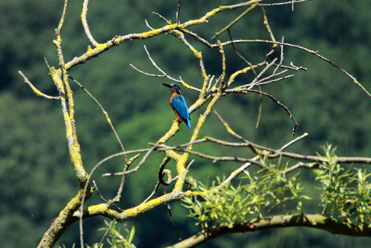 Ein Eisvogel nutzt eine abgeknickte Weide am Ratzeburger Kchensee als Ansitz; 02.06.2014