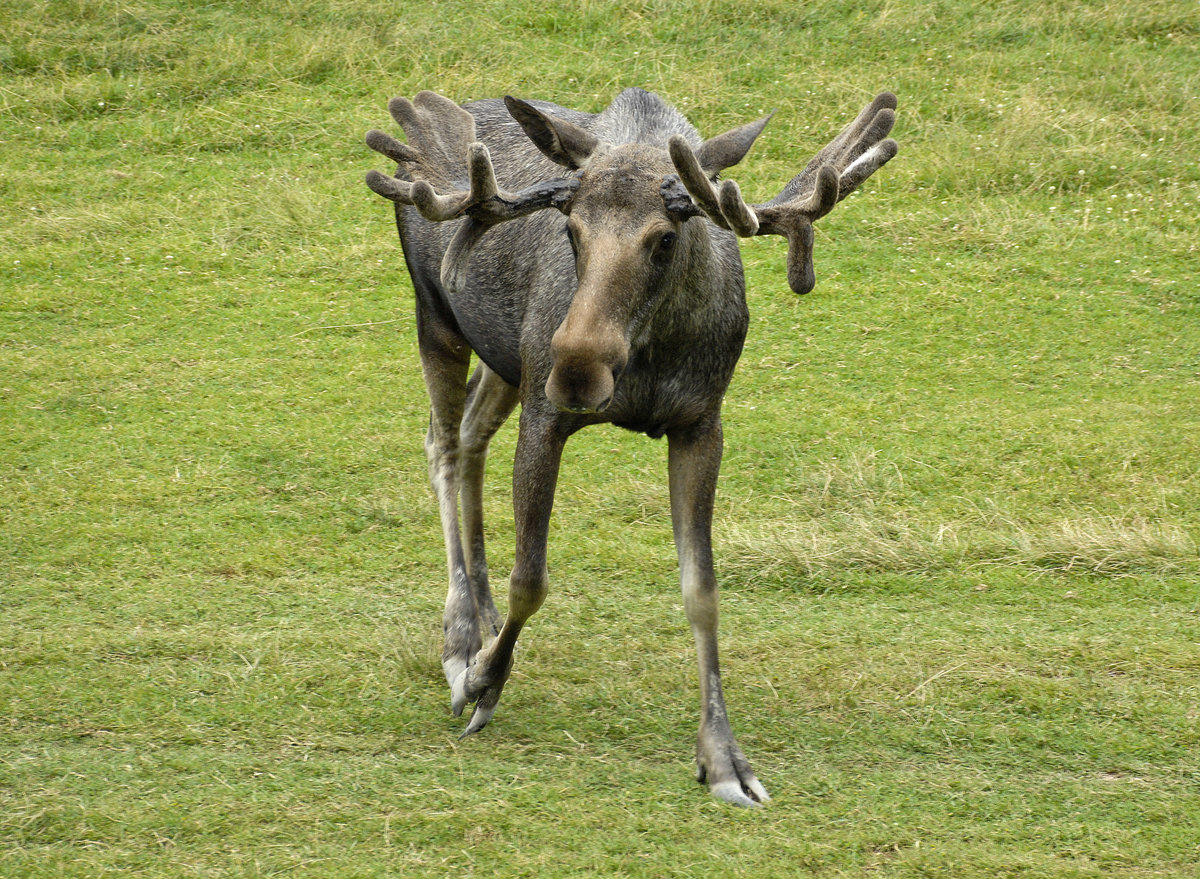 Ein Elch (Alces alces) in Lnneberga, Schweden.
Aufnahme: 20. Juli 2017.