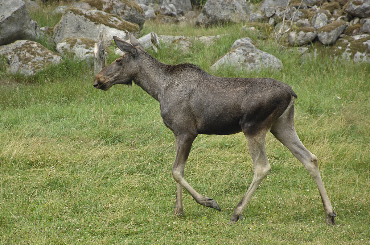 Ein Elch (Alces alces) im Virum lgpark in der Nhe von Tuna - Schweden. Aufnahme: 20. Juli 2017.