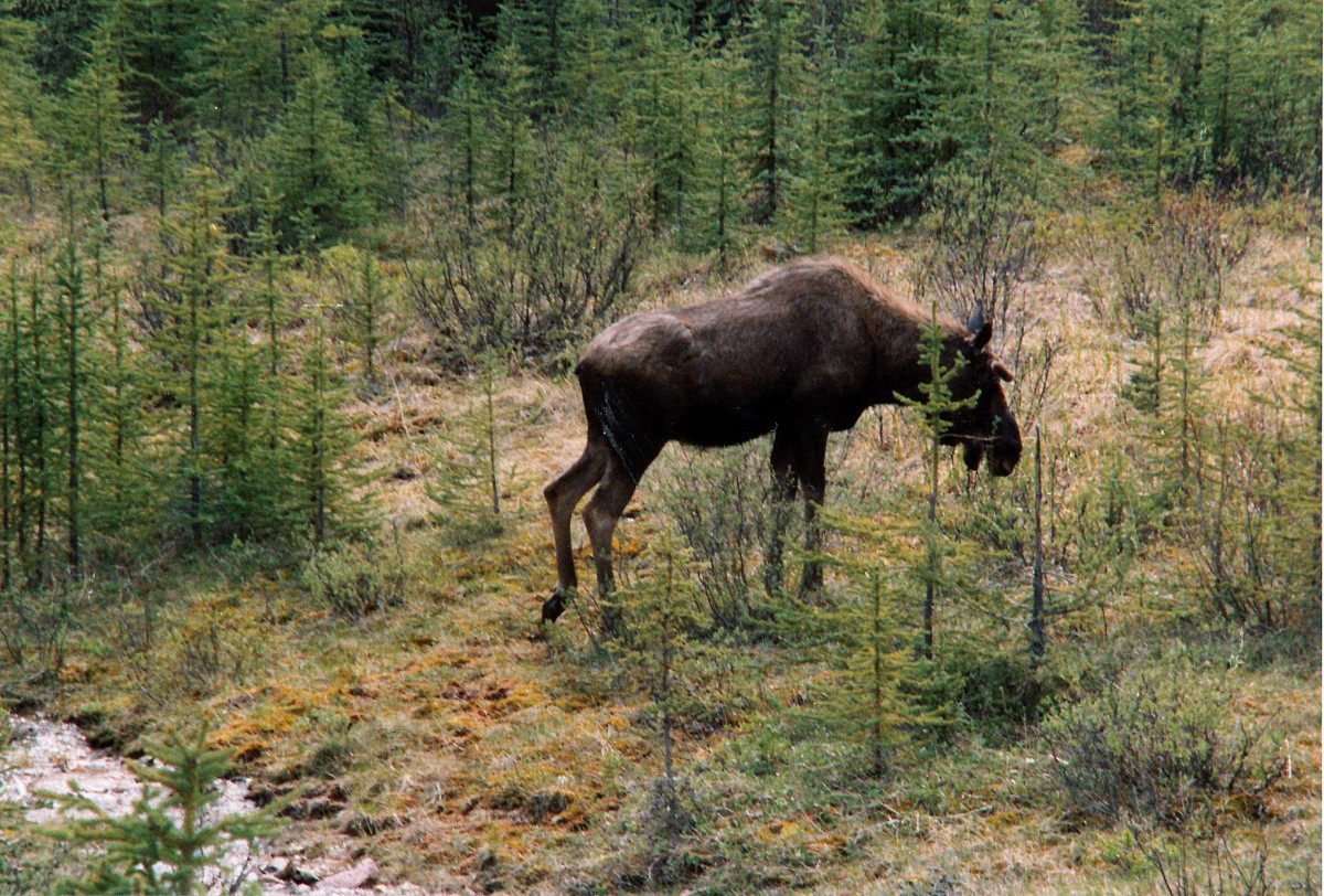 Ein Elch in Northwest Territories in Kanada. Aufnahme: Mai 1987.