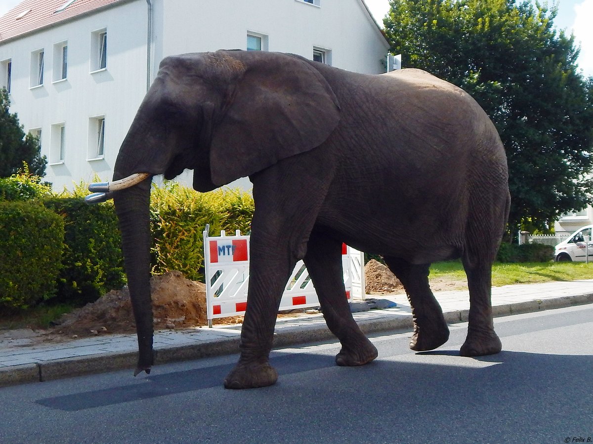 Ein Elefant auf Erkundungstour in Sassnitz am 23.08.2017