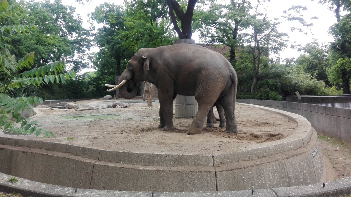 Ein Elefant im Zoo von Berlin. Aufgenommen am 05.06.2020.