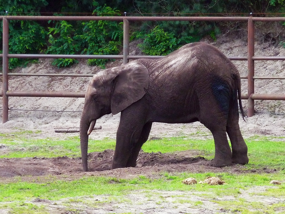 Ein Elefantenjunges im Serengetipark, 9.9.15