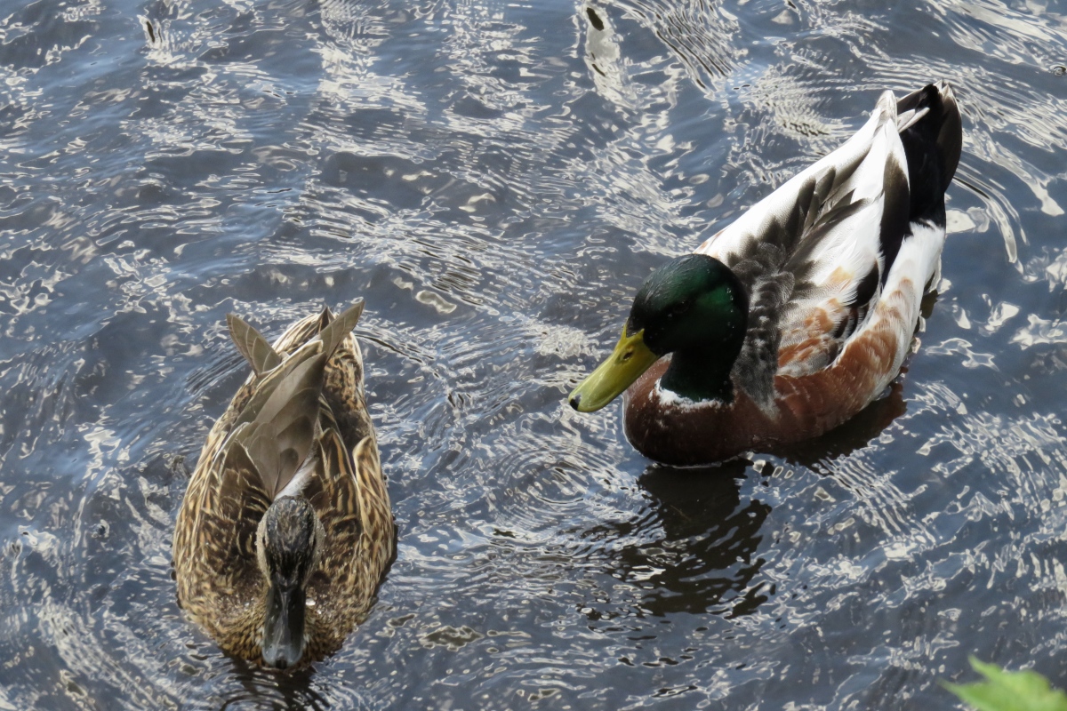 Ein Entenprchen schwimmt auf der Schwalm nahe der Brggener Mhle, 5.6.2017