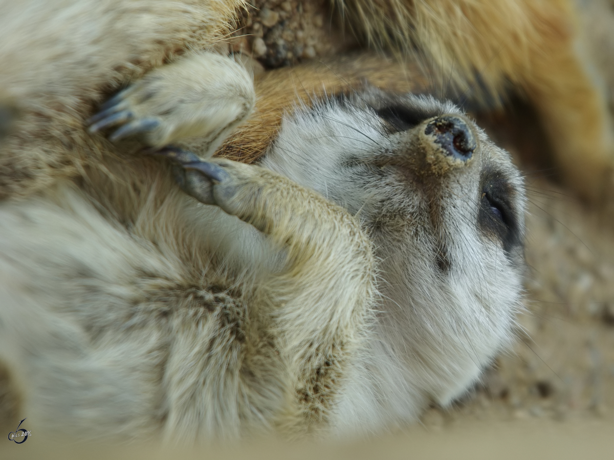 Ein entspanntes Erdmnnchen macht Siesta. (Zoom Gelsenkirchen, September 2008)