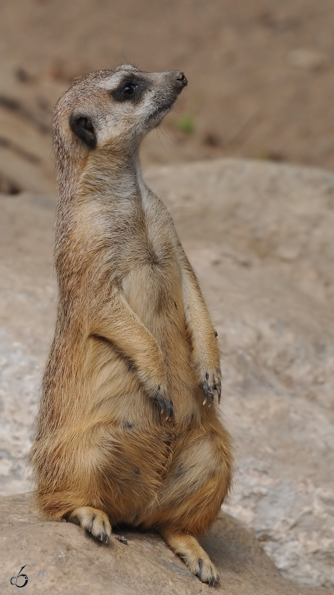 Ein Erdmnnchen Anfang Juli 2010 im Zoo Schwerin.