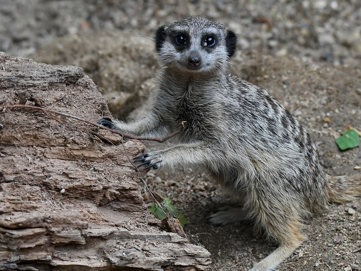 Ein Erdmnnchen Anfang Juni 2018 im Zoo Aalborg.