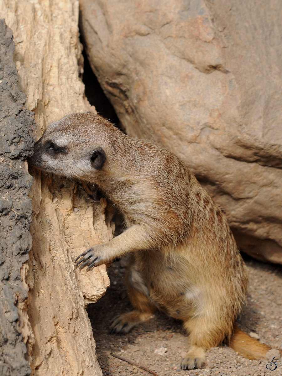 Ein Erdmnnchen auf Entdeckungstour. (Zoo Schwerin, Juli 2010)