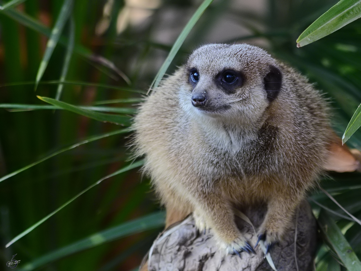 Ein Erdmnnchen, fotografiert im Zoo Barcelona (Dezember 2011)