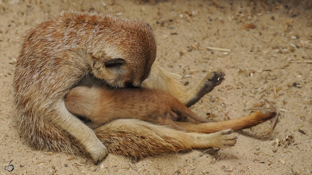 Ein Erdmnnchen mit Nachwuchs im Zoo Dortmund. (Juni 2010)