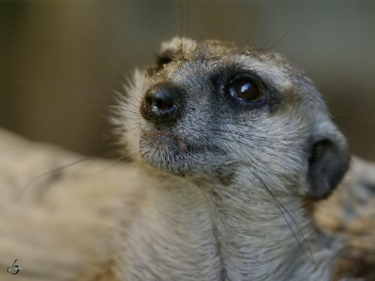 Ein Erdmnnchen im Portrait. (Zoo Dortmund, Oktober 2008) 