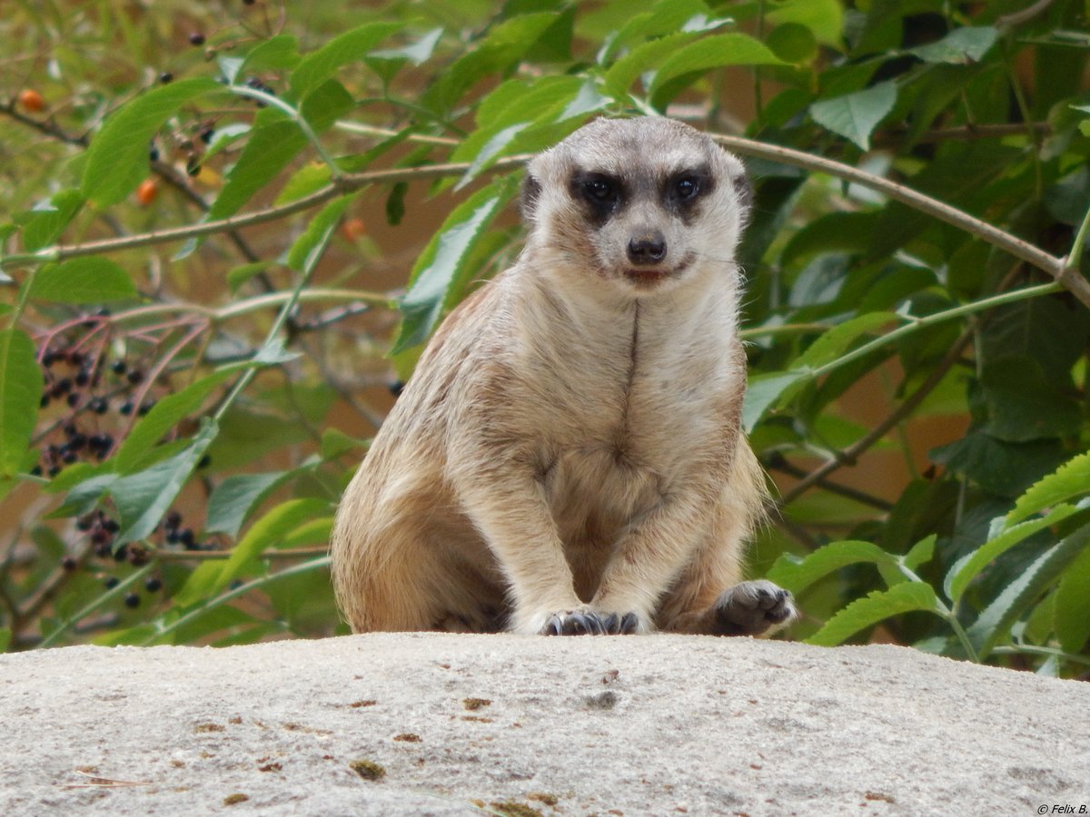 Ein Erdmnnchen im Rostocker Zoo am 19.08.2018