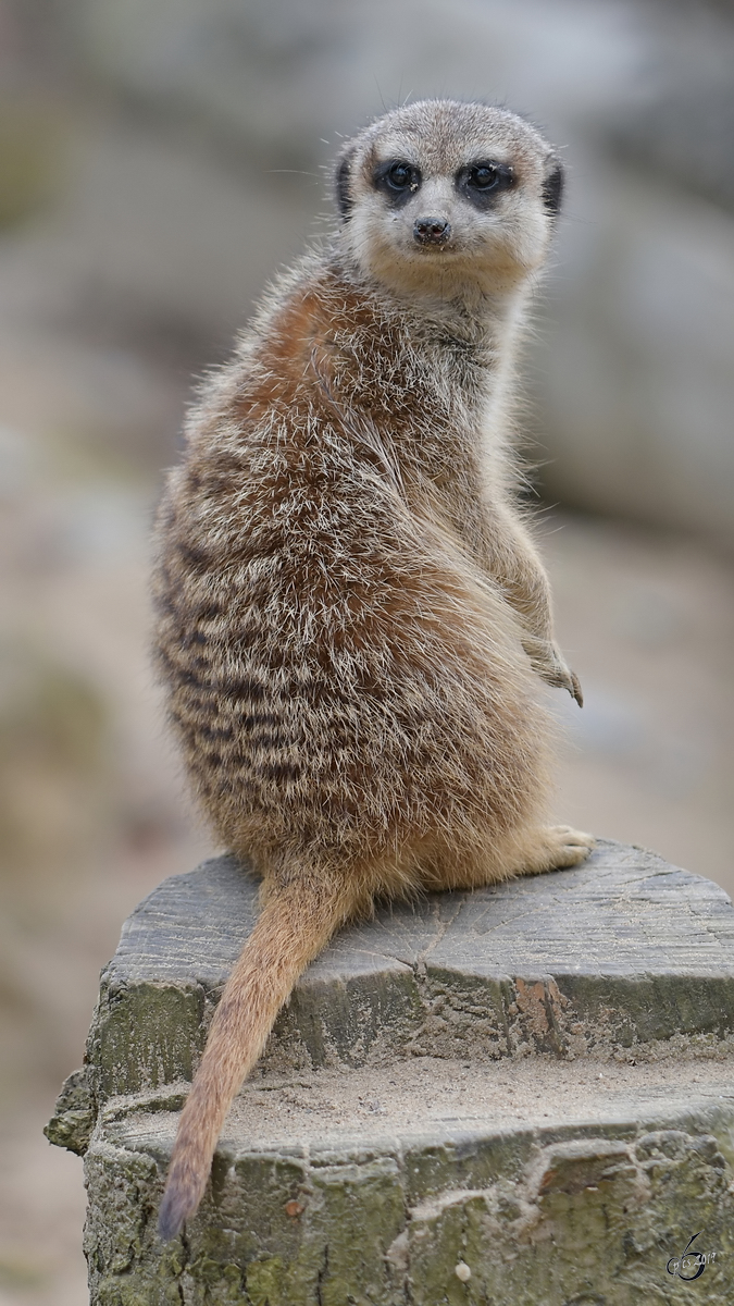 Ein Erdmnnchen war Anfang April 2017 im Zoo Dresden zu sehen.