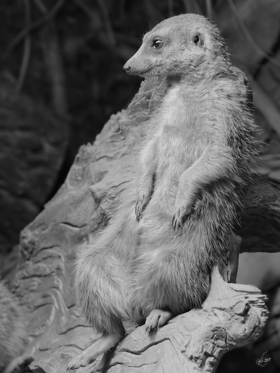 Ein Erdmnnchen im Zoo Dortmund. (Februar 2013) 