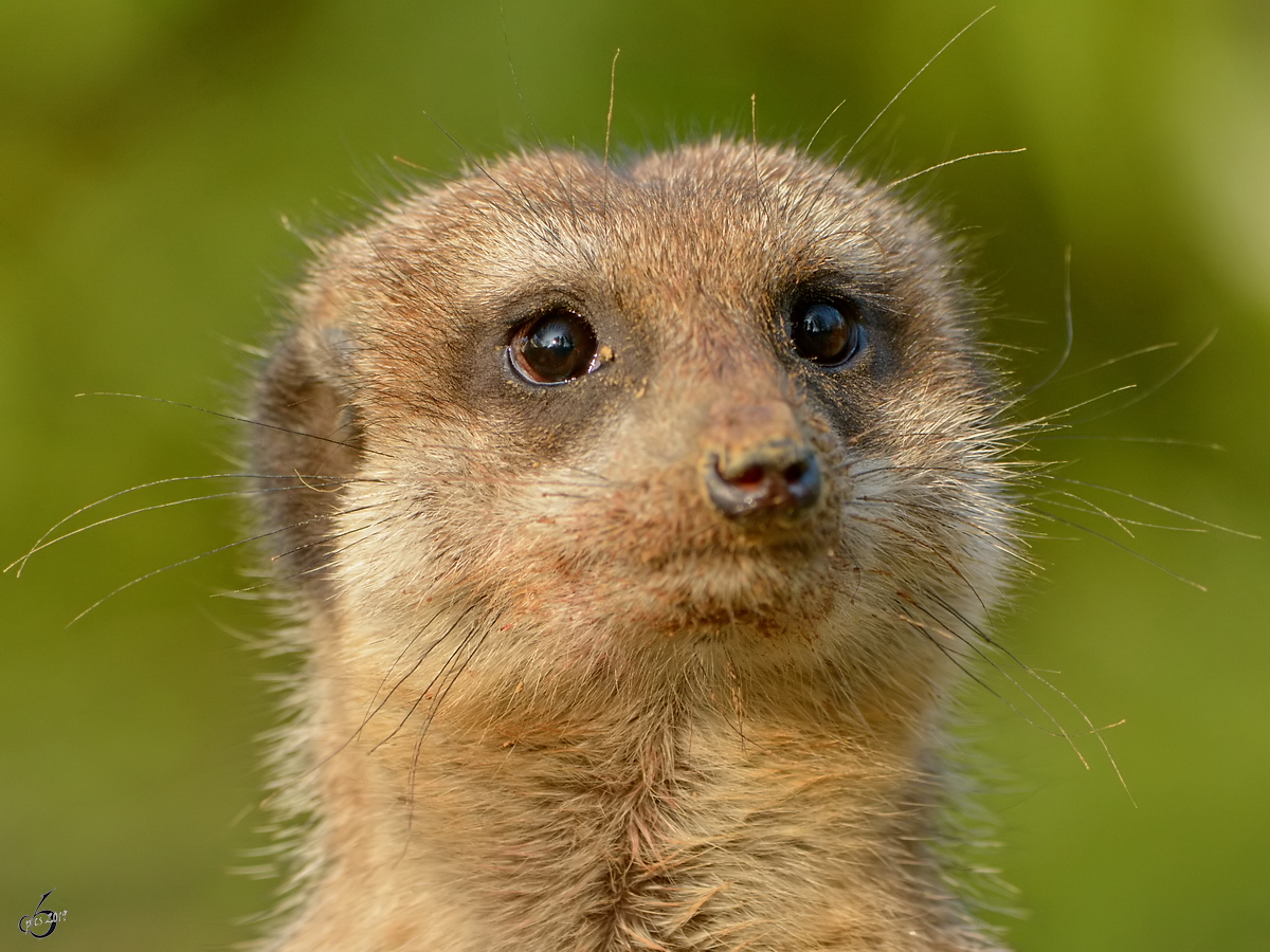 Ein Erdmnnchen im Zoo Dortmund. (Februar 2015)