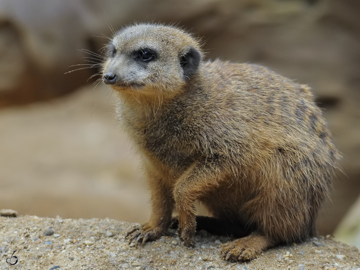 Ein Erdmnnchen im Zoo Duisburg. (September 2010)