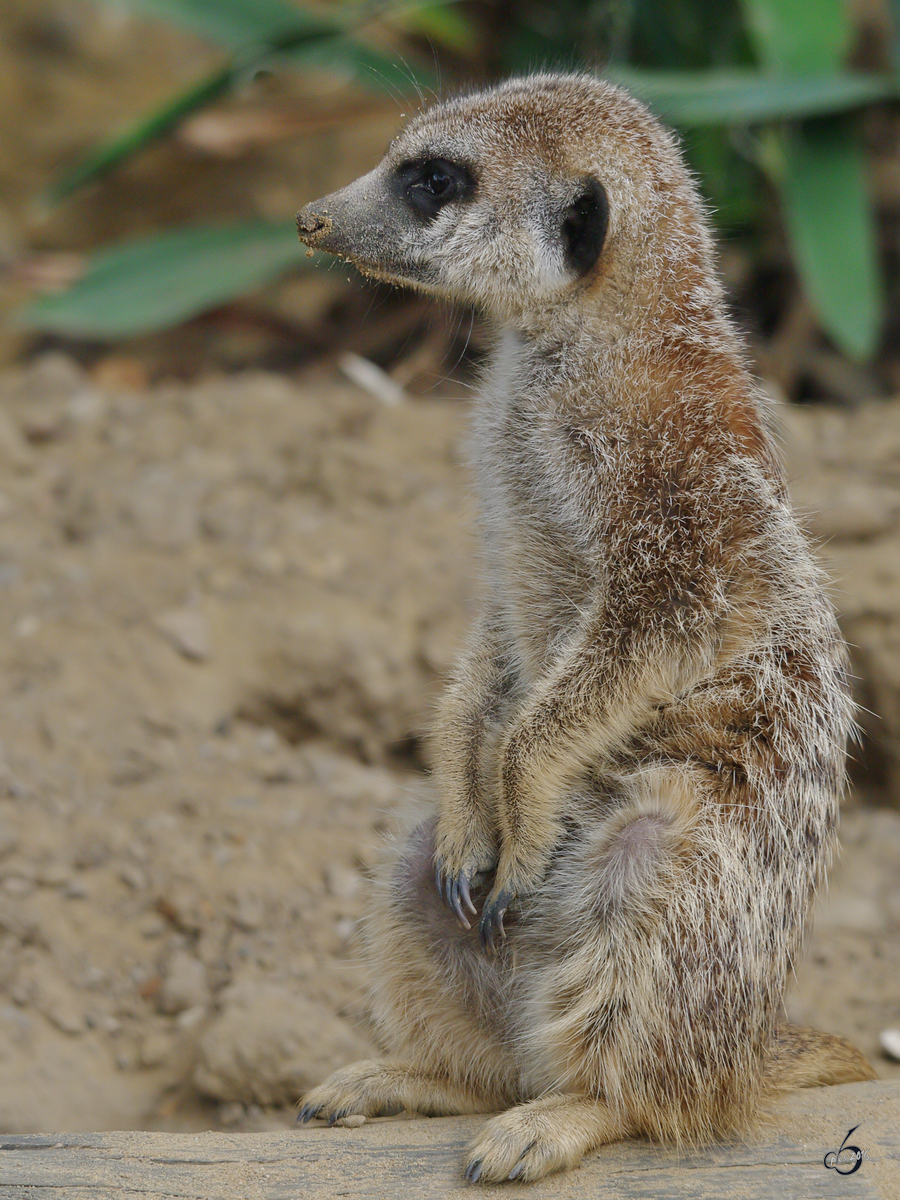 Ein Erdmnnchen im Zoom Gelsenkirchen. (September 2009)