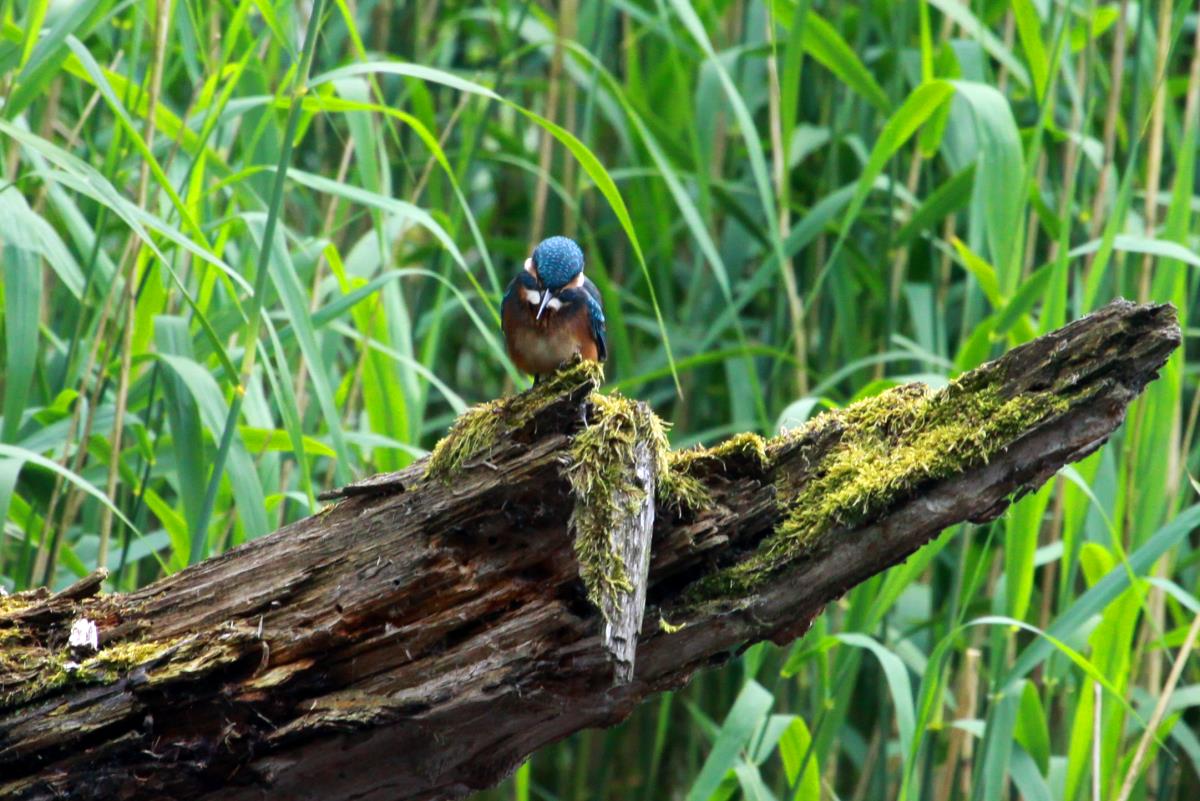 Ein Esivogel spht von seinem Ansitz nach Fischen. Ratzeburg; 14.06.2015