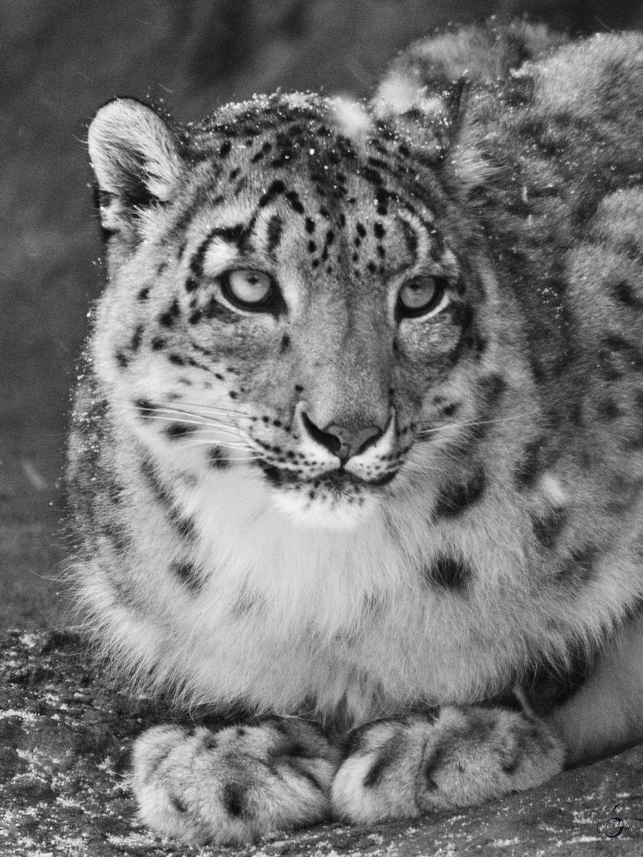 Ein etwas schchterner Schneeleopard im Zoo Rostock. (Januar 2010)