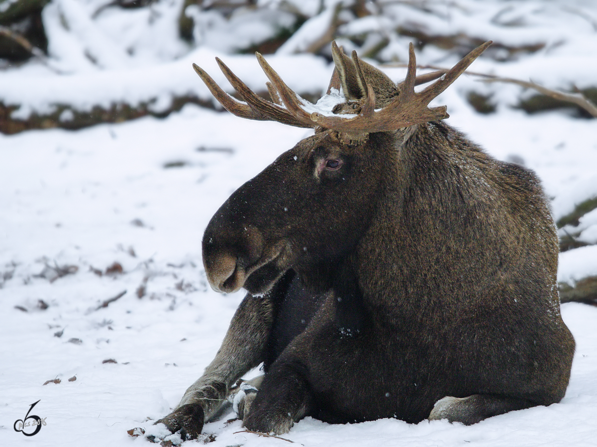 Ein Eurasicher Elch im Schnee