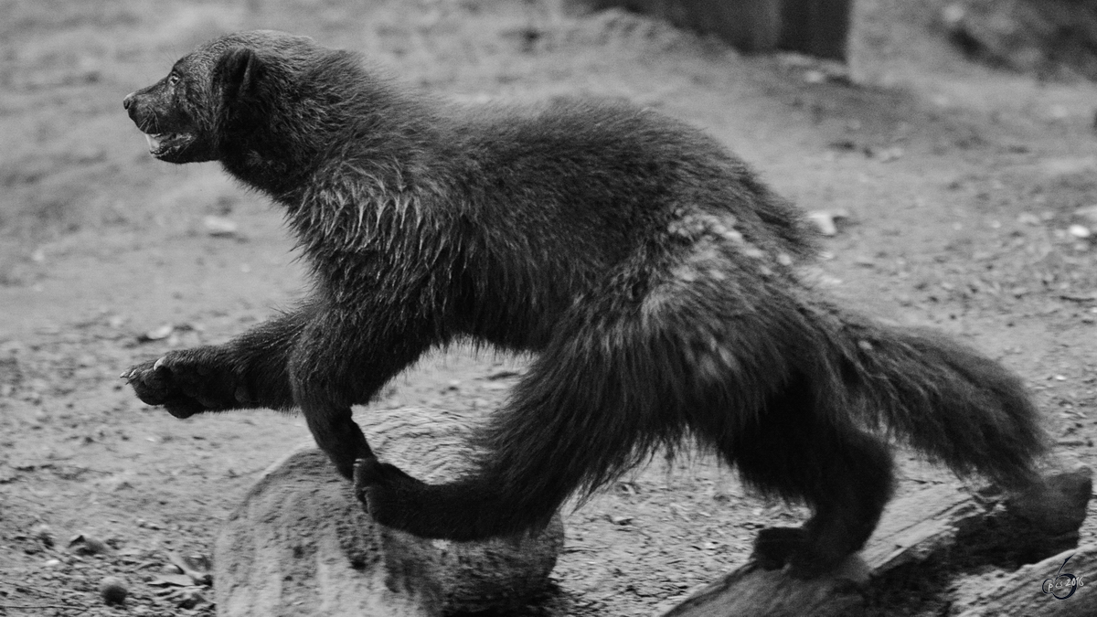 Ein Eurasischer Brenmader oder einfach Vielfra im Zoo Duisburg. (Juli 2013)