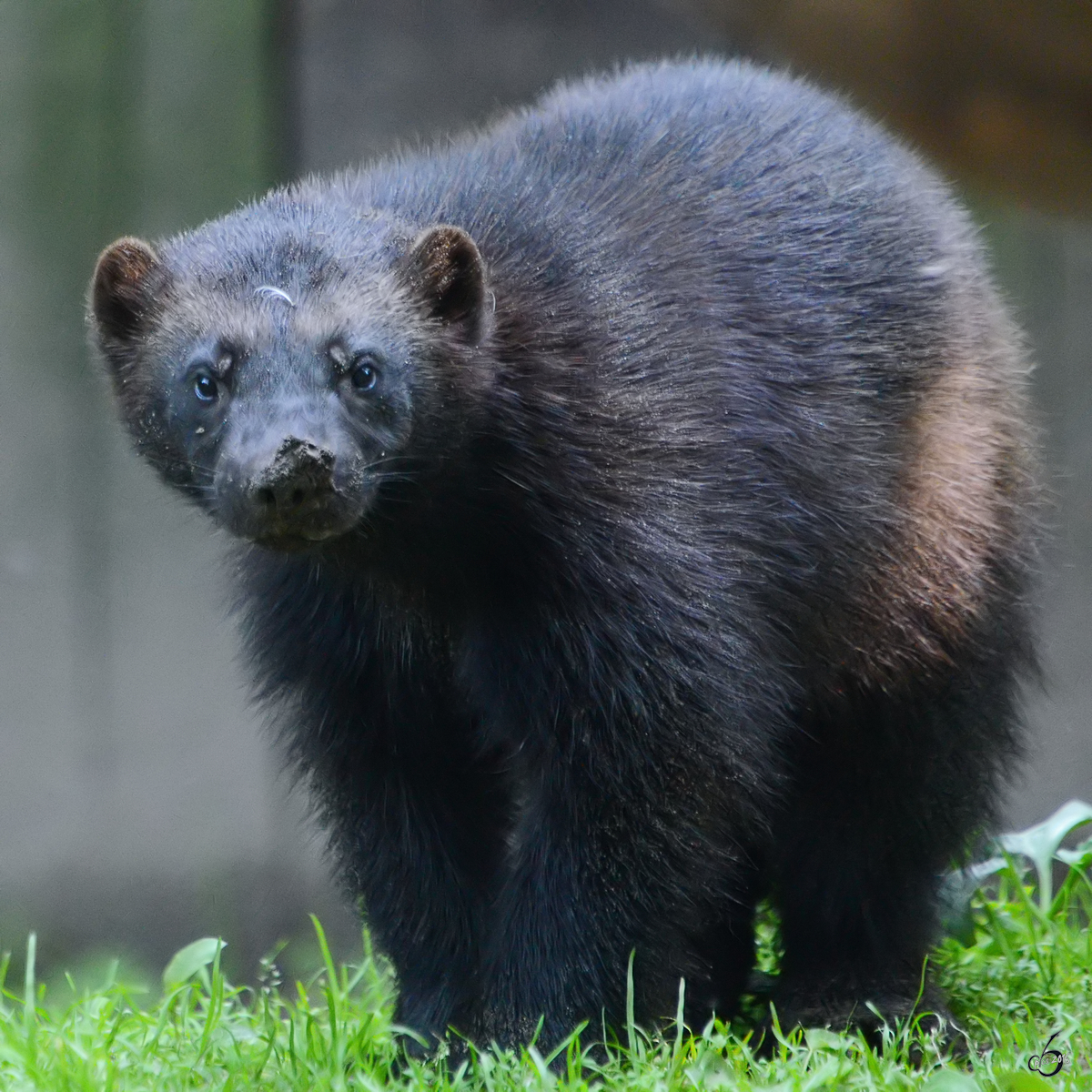 Ein Eurasischer Brenmader oder einfach Vielfra im Zoo Duisburg. (Juli 2013) 