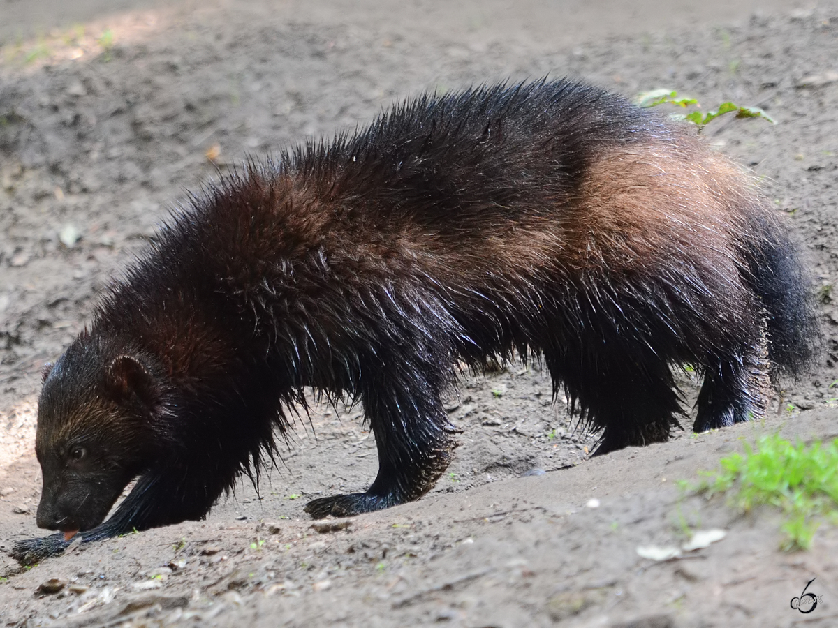 Ein Eurasischer Brenmarder oder einfach Vielfra im Zoo Duisburg. (Juli 2013)