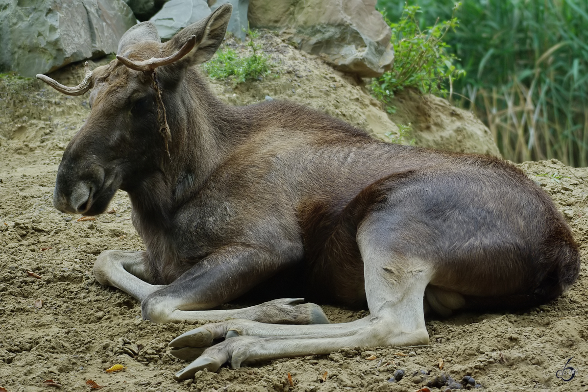 Ein Eurasischer Elch im Zoom Gelsenkirchen. (September 2008)