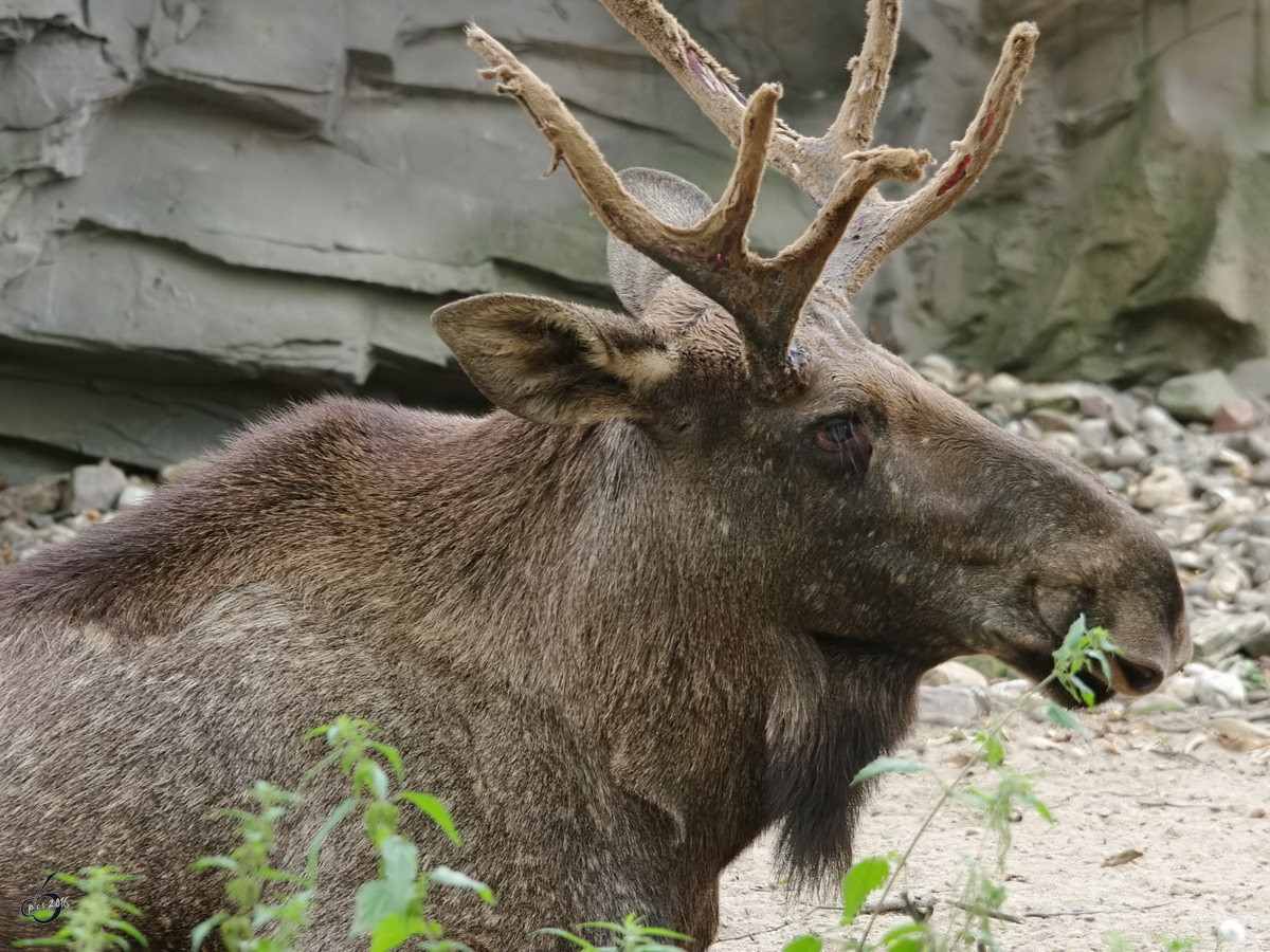 Ein Eurasischer Elch im Zoom Gelsenkirchen. (September 2009)