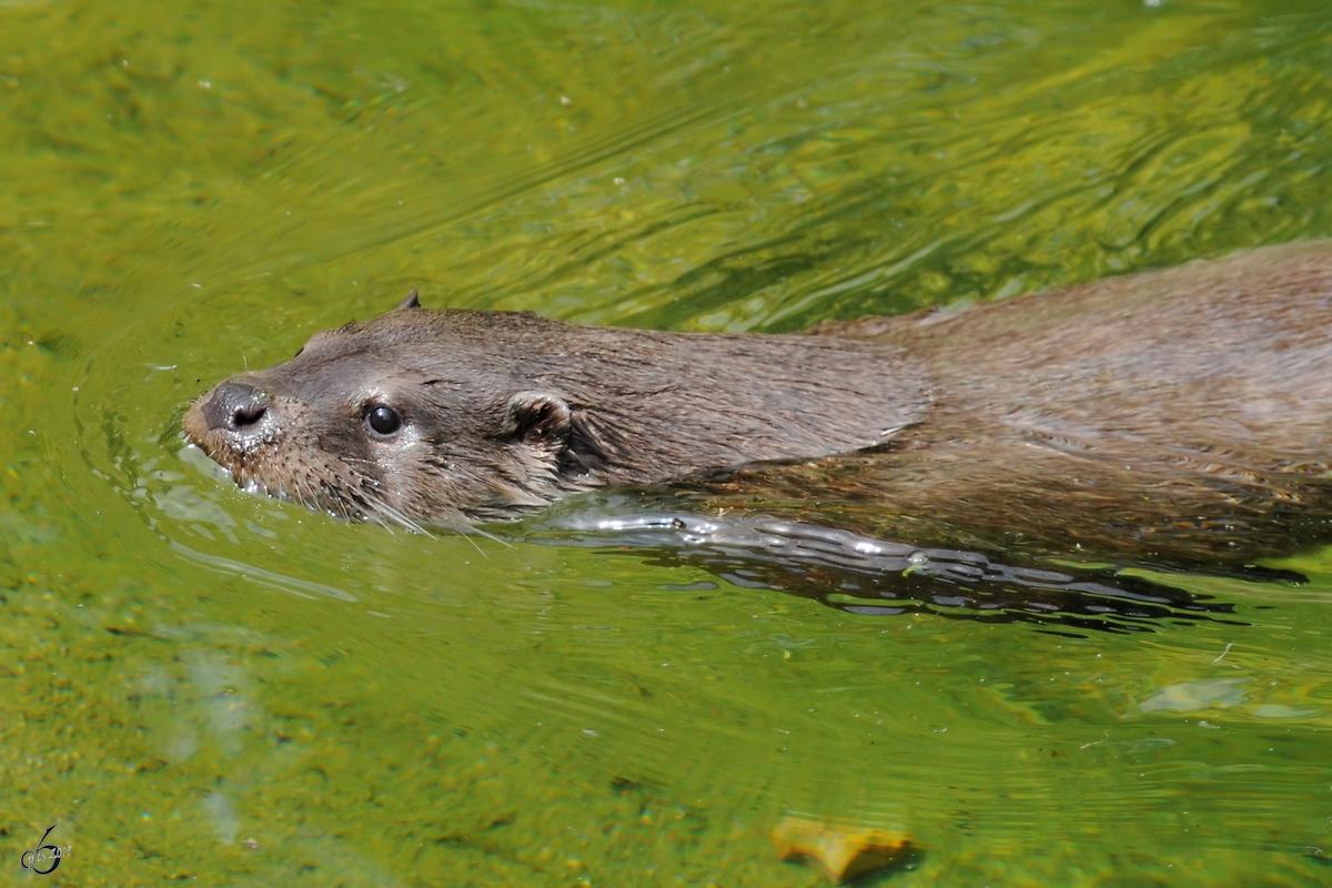 Ein Eurasischer Fischotter Anfang Juli 2010 im Zoo Schwerin.