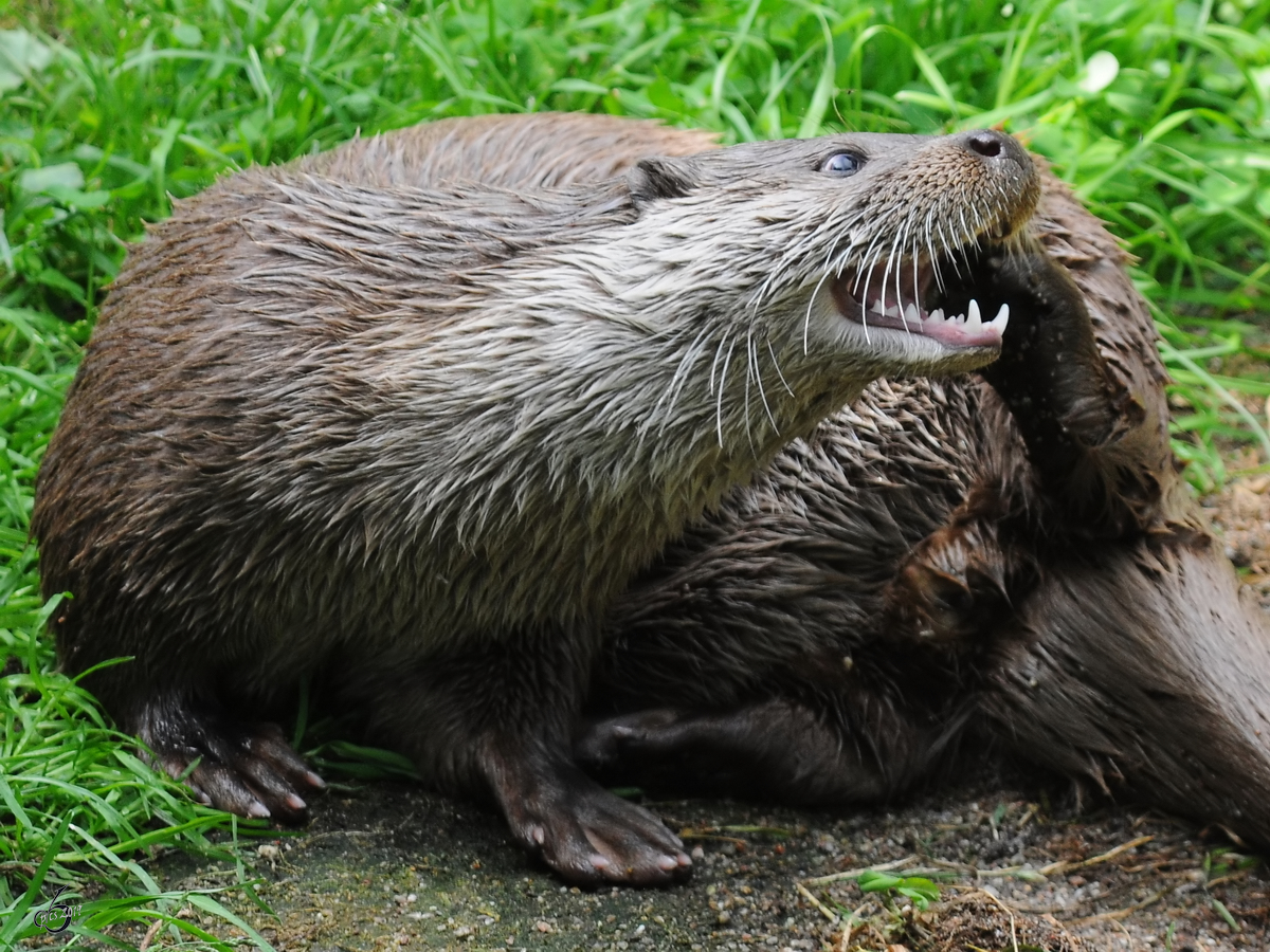 Ein Eurasischer Fischotter Anfang Juli 2010 im Zoo Schwerin.