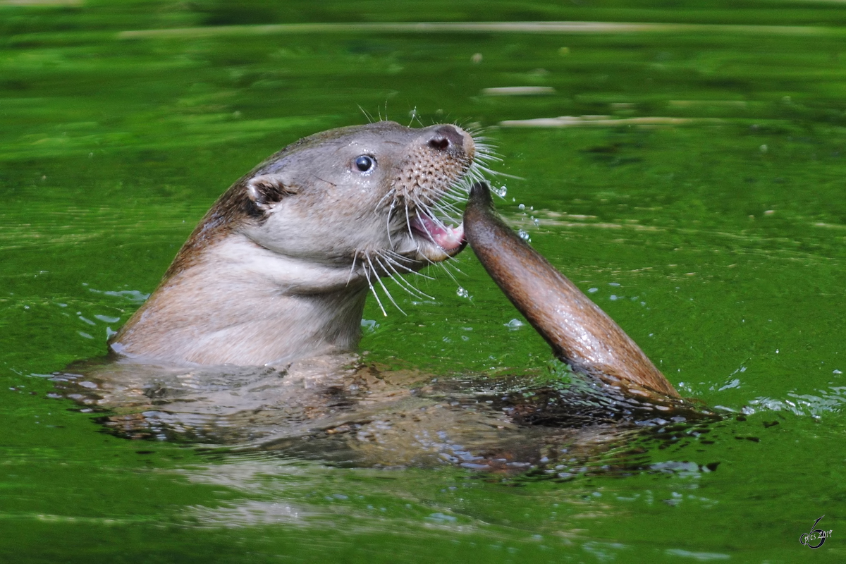 Ein Eurasischer Fischotter auf der Jagd nach dem eigenen Schwanz. (Zoo Schwerin, Juli 2010)