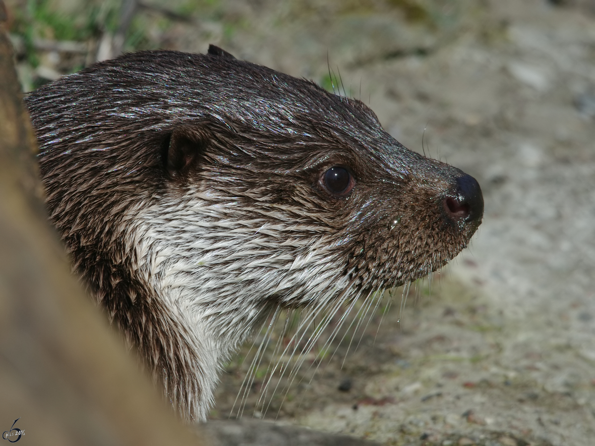 Ein Eurasischer Fischotter im Seitenportrait. (April 2009)