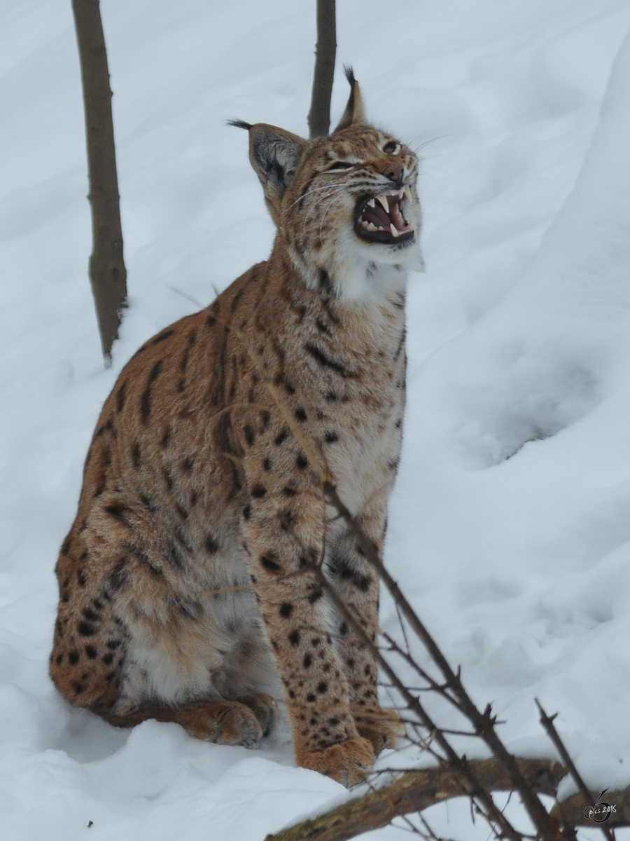 Ein Eurasischer Luchs im Zoo Dortmund (Februar 2010)