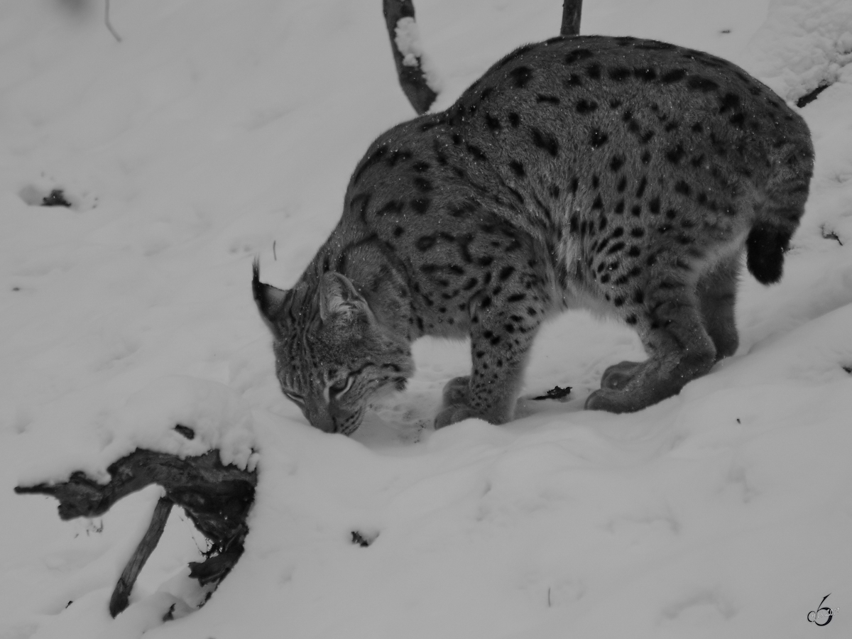 Ein Eurasischer Luchs im Zoo Dortmund (Februar 2013)