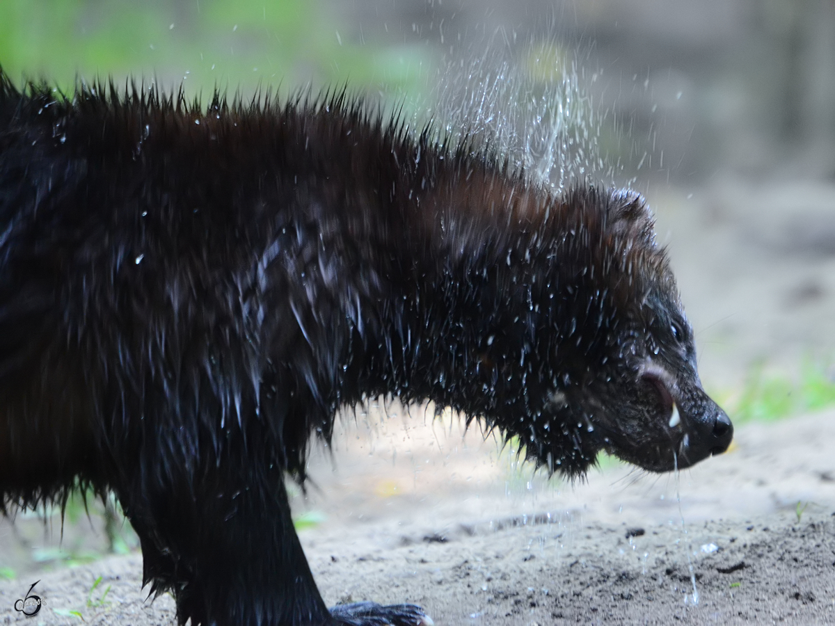 Ein Eurasischer Vielfra schttelt sich. (Zoo Duisburg, Juli 2013)