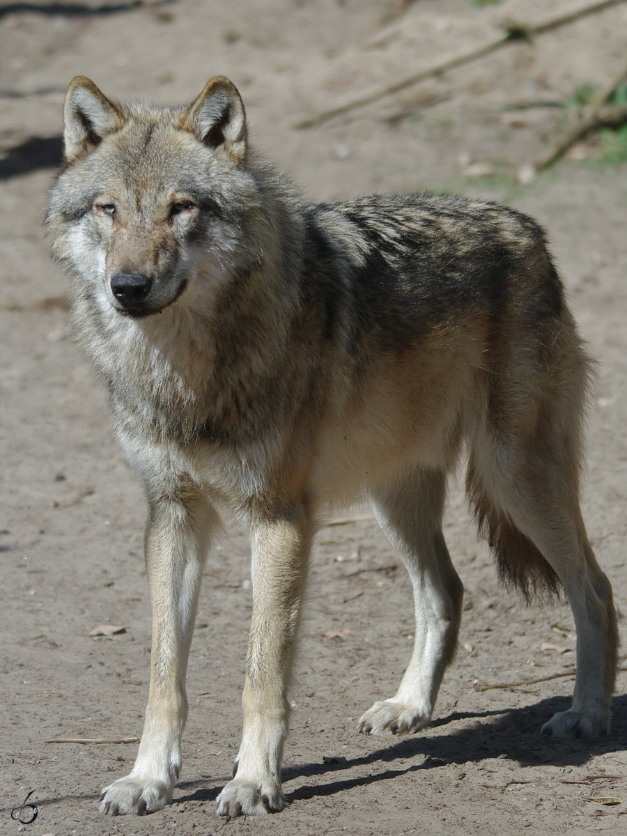 Ein Eurasischer Wolf. (April 2009)