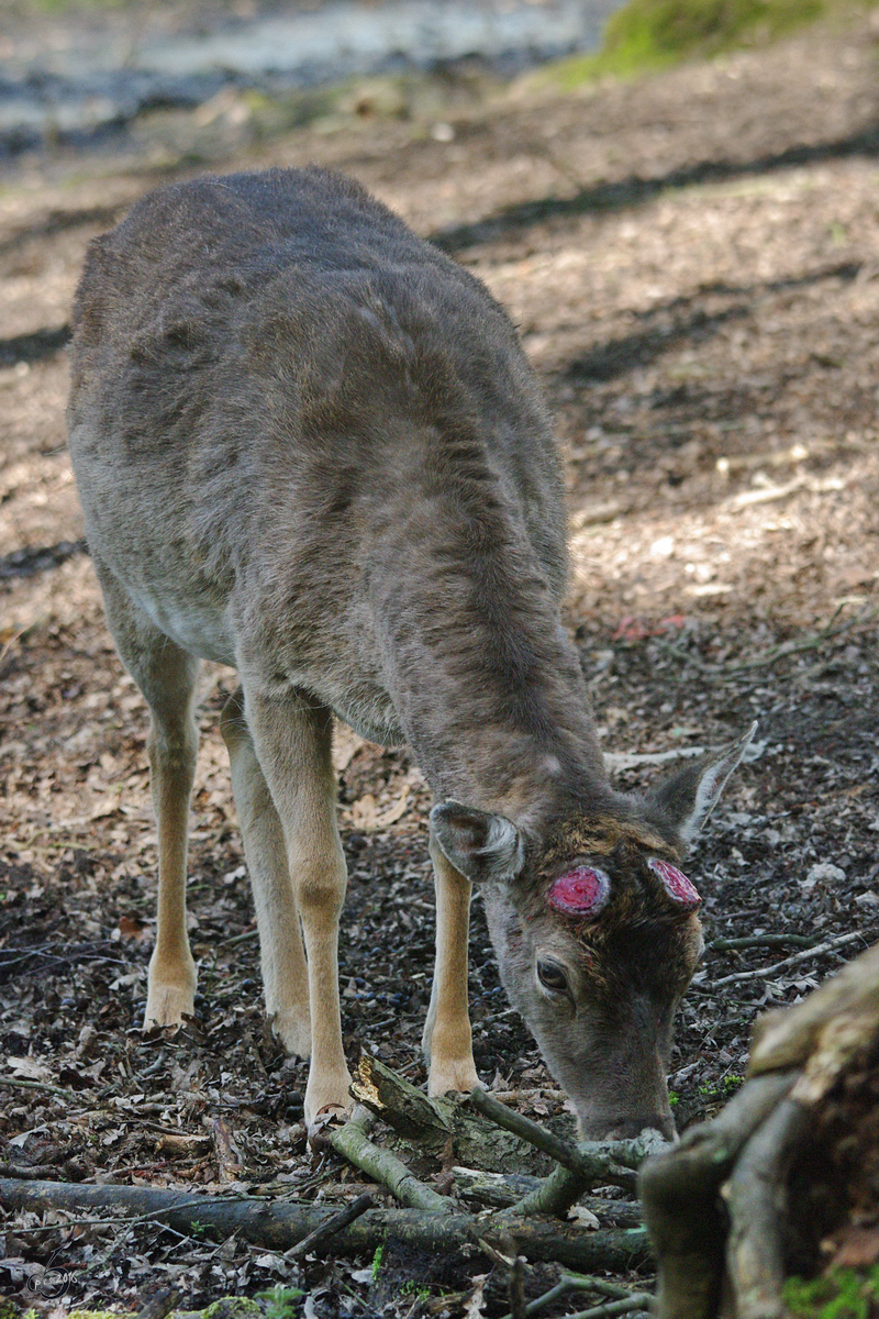 Ein Europischer Damhirsch. (Gstrow, April 2009)